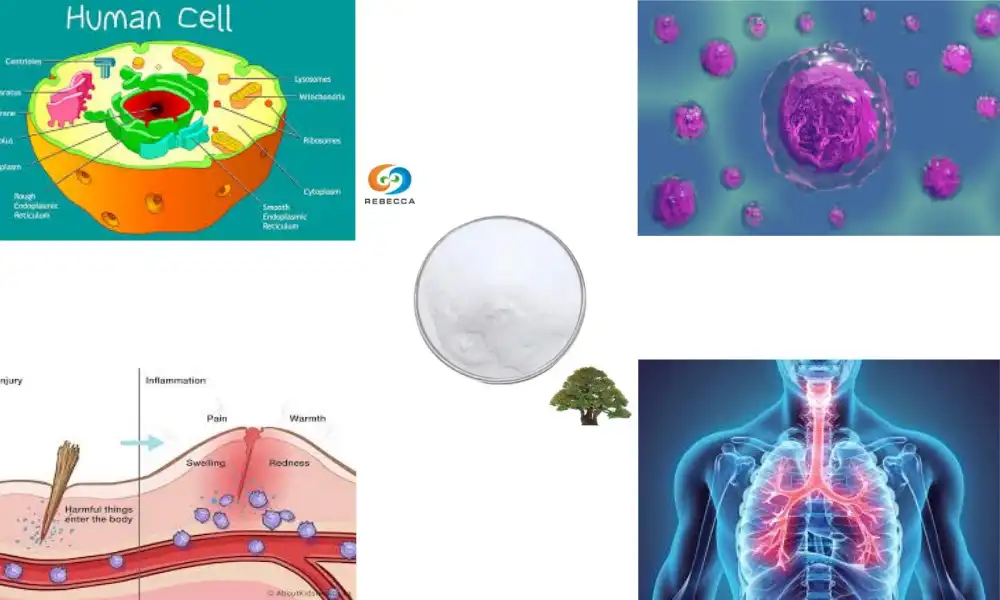 Boost Your Immune System Naturally with Pterostilbene Powder